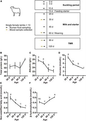 Age-Related Changes in the Ruminal Microbiota and Their Relationship With Rumen Fermentation in Lambs